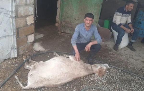 Baytarlıq aptekindən alınan dərman heyvanları tələf etdi - FOTO
