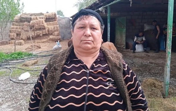 Baytarlıq aptekindən alınan dərman heyvanları tələf etdi - FOTO
