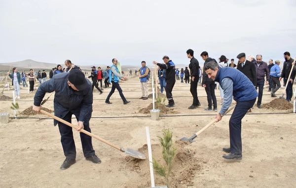 "Yer Günü 2022” münasibətilə kütləvi ağacəkmə aksiyası keçirilib - FOTO