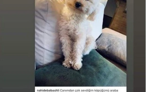 “Azərbaycandan gedirəm. Alın... başınıza çırpın" - Nahidə itə görə ölkədən getdi - FOTO