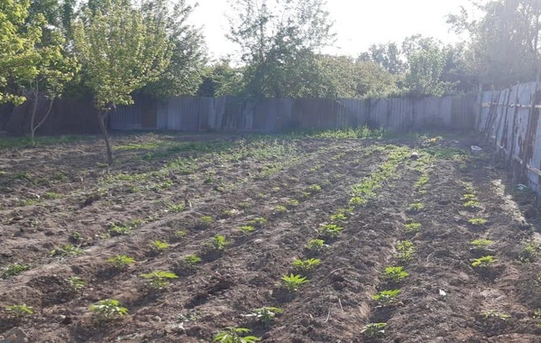 Polis əməliyyat keçirdi, qardaşlar saxlanıldı - FOTO