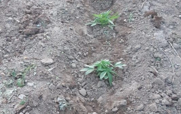 Polis əməliyyat keçirdi, qardaşlar saxlanıldı - FOTO