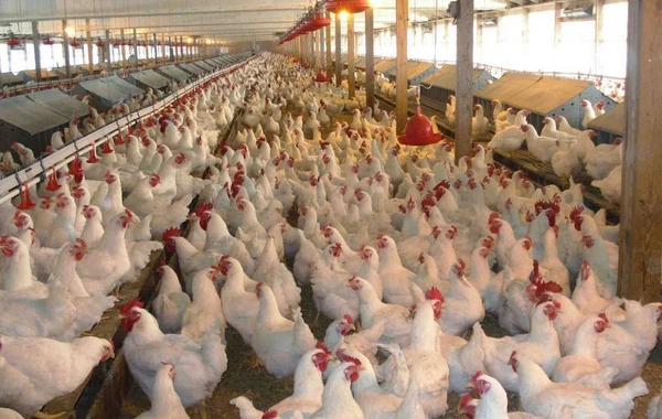 Azərbaycan üç ölkədən quşçuluq məhsullarının idxalını məhdudlaşdırıb