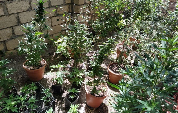 Xaçmazda narkotik bitkilər yetişdirən şəxs saxlanılıb - FOTO