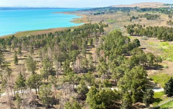 Ceyranbatan su anbarının ərazisindəki ağaclar kütləvi quruyur - AÇIQLAMA + FOTO