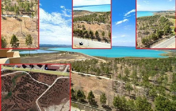 Ceyranbatan su anbarının ərazisindəki ağaclar kütləvi quruyur - AÇIQLAMA + FOTO