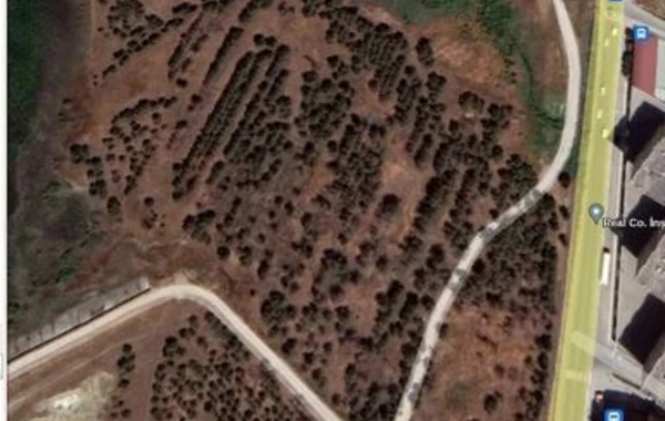 Ceyranbatan su anbarının ərazisindəki ağaclar kütləvi quruyur - AÇIQLAMA + FOTO