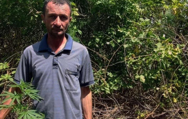Narkotik becərən qohumlar saxlanıldı - FOTO