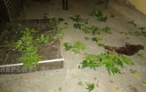 Bakıda oğurluğa cəhd edən kişi özünü 5-ci mərtəbədən yerə atıb - FOTO