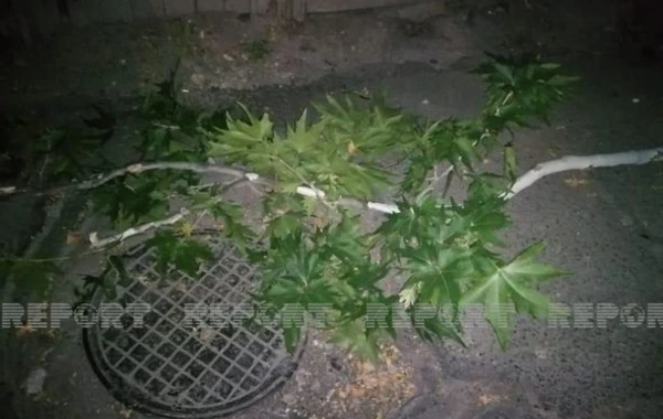 Bakıda oğurluğa cəhd edən kişi özünü 5-ci mərtəbədən yerə atıb - FOTO