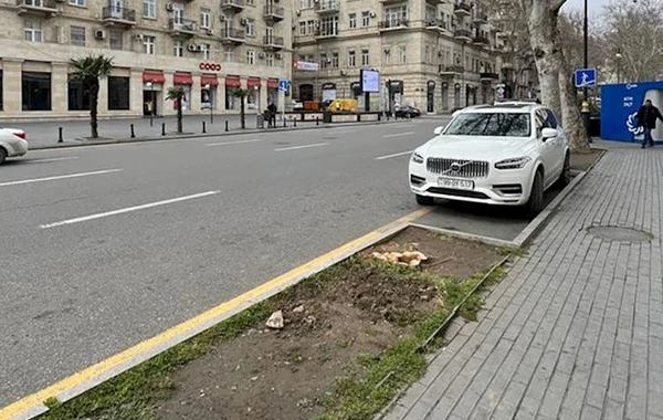 ETSN Bakının mərkəzində ağacların kəsilməsi iddiasını araşdırır - FOTO