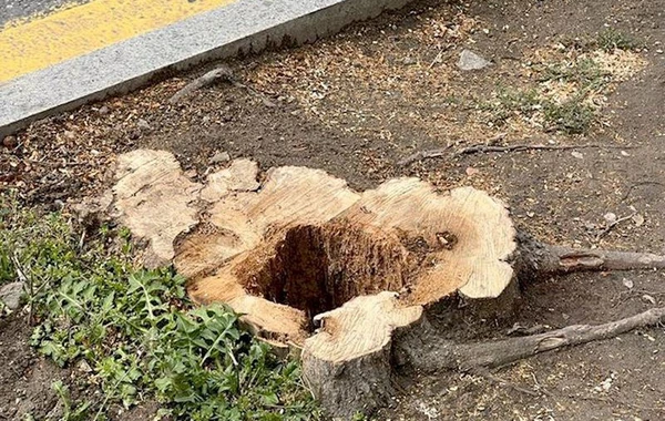 ETSN Bakının mərkəzində ağacların kəsilməsi iddiasını araşdırır - FOTO