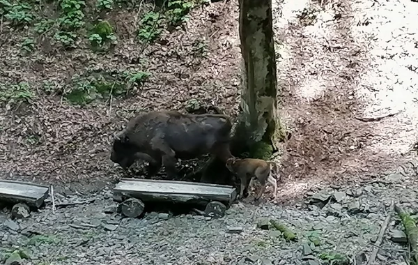 Şahdağ Milli Parkında daha bir zubr balası dünyaya gəldi