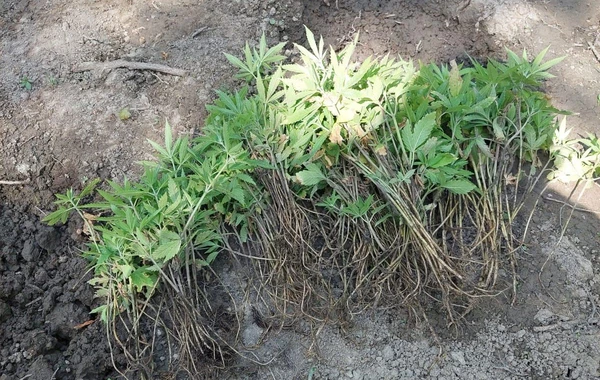Meşədə narkotik plantasiyası salan şəxslər iş başında tutuldu - FOTO