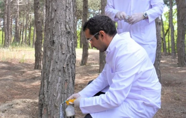Bakıda 3 000 xəstə şam ağacı kəsilərək utilizasiya edilib - FOTO