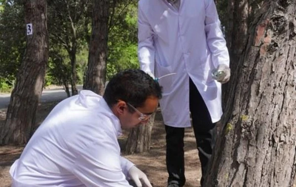 Bakıda 3 000 xəstə şam ağacı kəsilərək utilizasiya edilib - FOTO