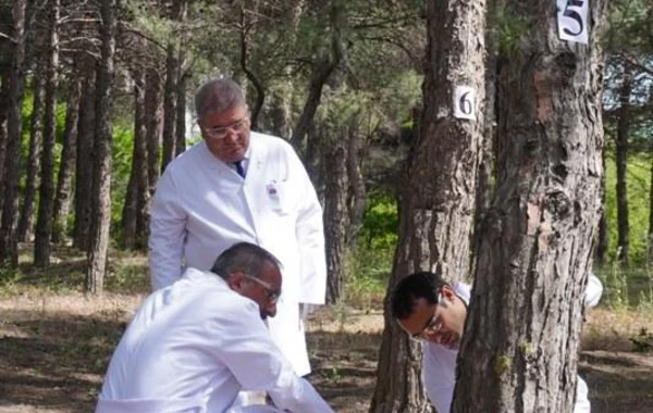 Bakıda 3 000 xəstə şam ağacı kəsilərək utilizasiya edilib - FOTO