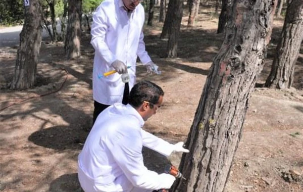 Bakıda 3 000 xəstə şam ağacı kəsilərək utilizasiya edilib - FOTO