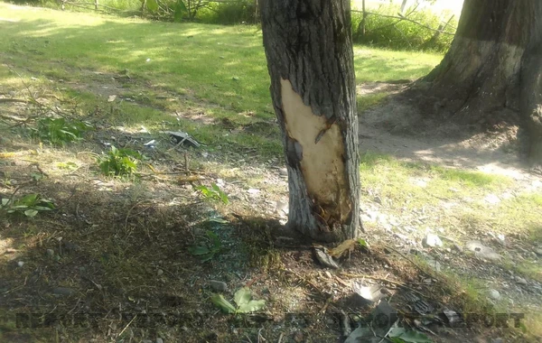 Oğuzda avtomobil ağaca çırpıldı: xəsarət alan var - FOTO