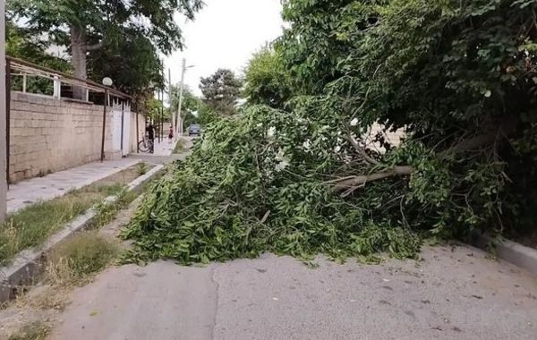 Salyanda güclü külək bir sıra fəsadlar törətdi - FOTO