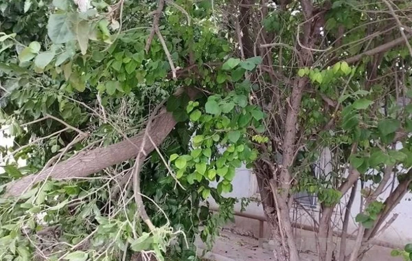 Salyanda güclü külək bir sıra fəsadlar törətdi - FOTO