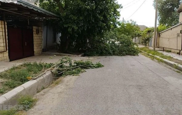 Salyanda güclü külək bir sıra fəsadlar törətdi - FOTO