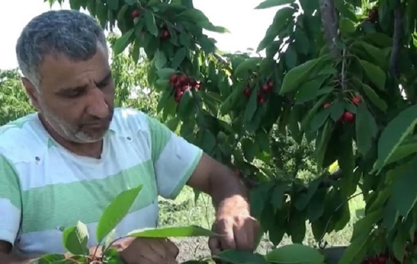 Məhsul baha olsa da, fermerlər niyə narazıdır? - VİDEO