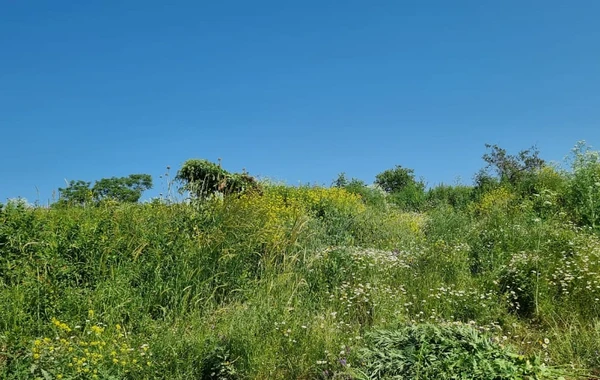 Qarabağda 1 tondan çox çətənə kolu yandırıldı - FOTO/VİDEO