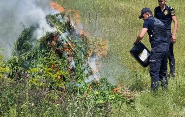 Qarabağda 1 tondan çox çətənə kolu yandırıldı - FOTO/VİDEO