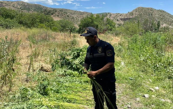 Azad edilmiş ərazidə 4 tondan artıq çətənə kolu yandırılaraq məhv edilib - FOTO