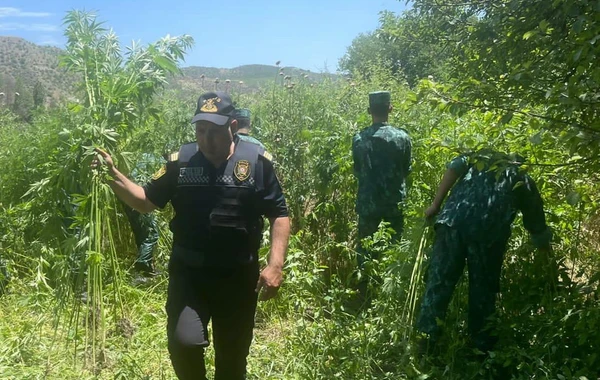 Azad edilmiş ərazidə 4 tondan artıq çətənə kolu yandırılaraq məhv edilib - FOTO