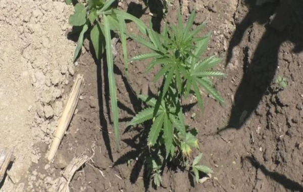 Balakəndə keçirilən əməliyyatlar nəticəsində narkotiklərlə əlaqəli yeddi nəfər tutulub - VİDEO