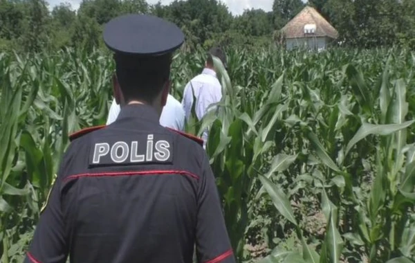 Balakəndə keçirilən əməliyyatlar nəticəsində narkotiklərlə əlaqəli yeddi nəfər tutulub - VİDEO