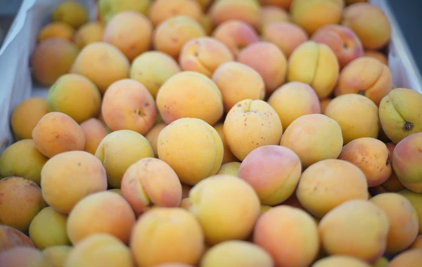 Bu ərazilərdə ucuz bazar olacaq - FOTO