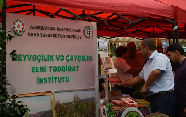 Azərbaycanda ilk dəfə “Albalı və gilas” festivalı keçirilib - FOTO