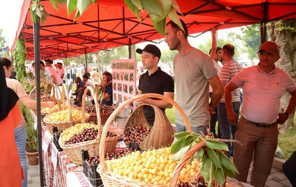 Azərbaycanda ilk dəfə “Albalı və gilas” festivalı keçirilib - FOTO