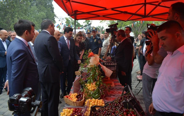 Azərbaycanda ilk dəfə “Albalı və gilas” festivalı keçirilib - FOTO