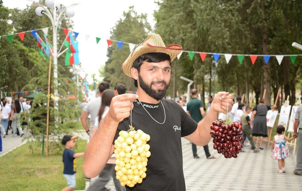 Azərbaycanda ilk dəfə “Albalı və gilas” festivalı keçirilib - FOTO