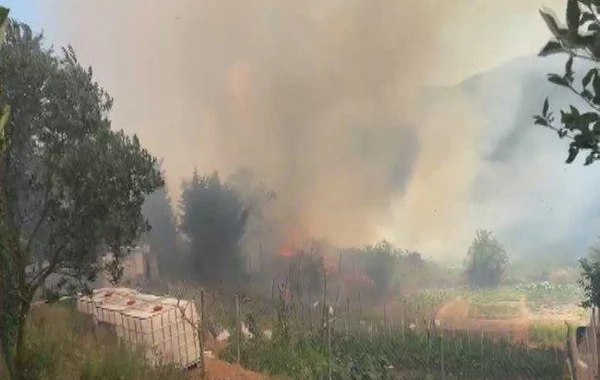 İstanbulda meşədə yanğın baş verib - VİDEO