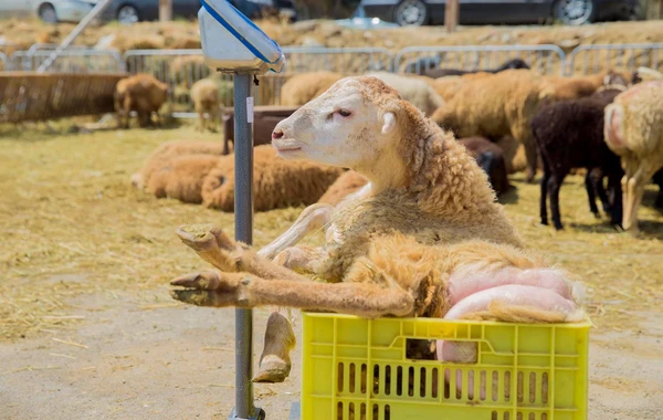 Qanunsuz fəaliyyət göstərən 42 heyvan satışı məntəqəsi ləğv edilib