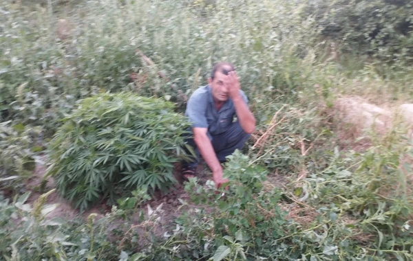 Kürdəmirdə narkotik xassəli bitkilər becərən şəxs saxlanılıb - FOTO