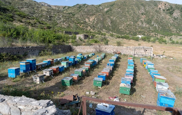Laçın yaylaqlarında həyat - FOTOSESSİYA