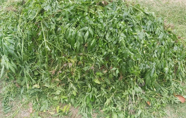 800 kiloqramdan çox narkotik tərkibli bitki məhv edildi - FOTO