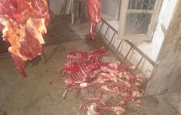 Bərdədə at əti satan şəxs TUTULDU - FOTO