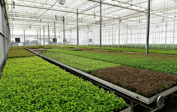 İlham Əliyev və Mehriban Əliyeva “Grand-Agro İnvitro” MMC-nin müəssisəsi ilə tanış olub - FOTO