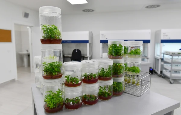 Ильхам Алиев и Мехрибан Алиева ознакомились с предприятием ООО "Grand-Agro Invitro" - ФОТО