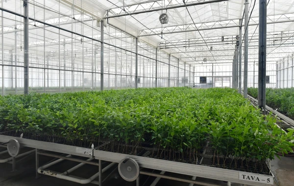 Ильхам Алиев и Мехрибан Алиева ознакомились с предприятием ООО "Grand-Agro Invitro" - ФОТО