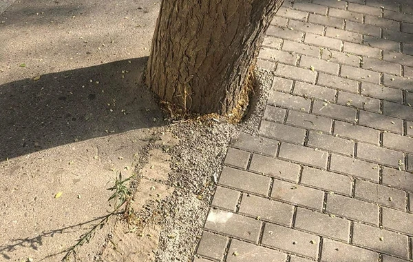 Bakıda yola asfalt döşənərkən zədələnən ağacların kökləri təmizləndi - YENİLƏNİB - FOTO