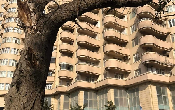 Bakıda yola asfalt döşənərkən zədələnən ağacların kökləri təmizləndi - YENİLƏNİB - FOTO
