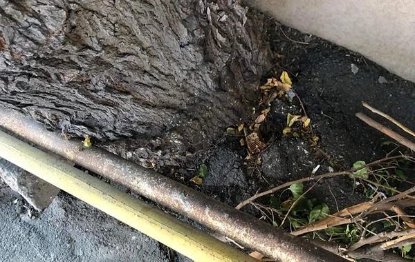 Bakıda yola asfalt döşənərkən zədələnən ağacların kökləri təmizləndi - YENİLƏNİB - FOTO